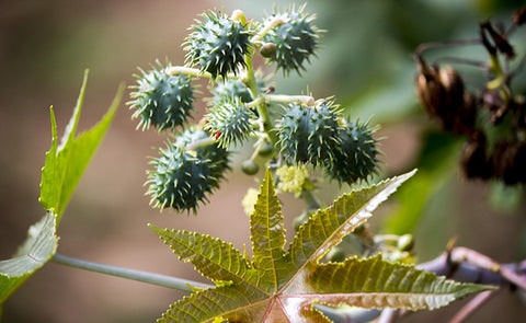 plante_ricin